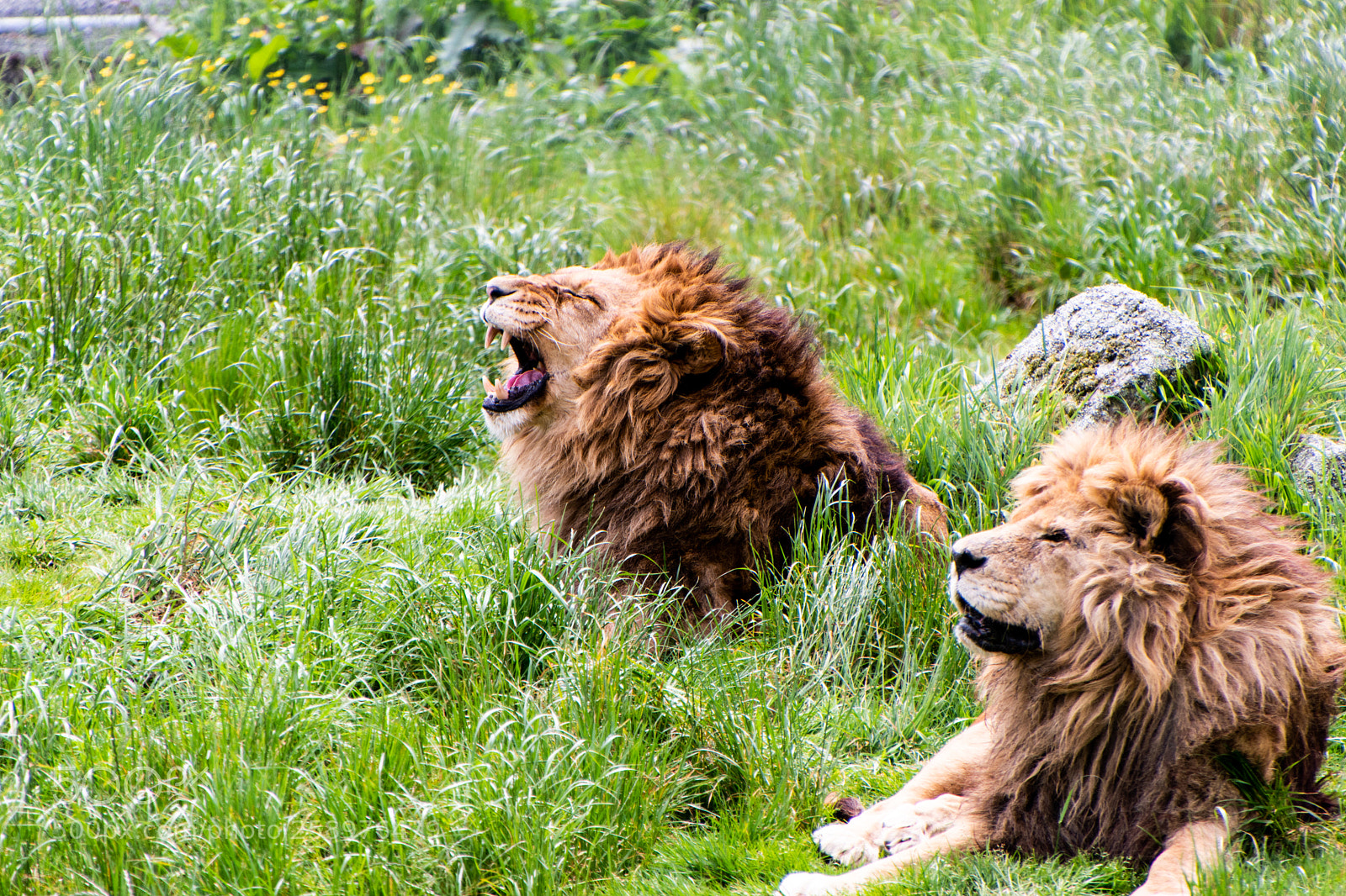 Nikon D5600 sample photo. Lions roar photography