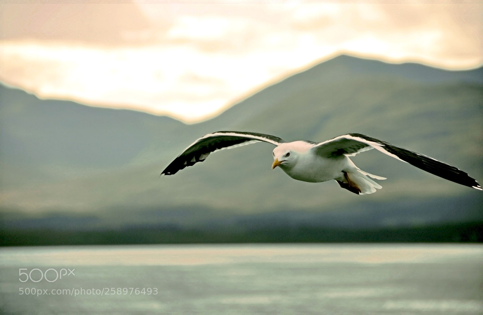 Nikon D90 sample photo. Seagull photography