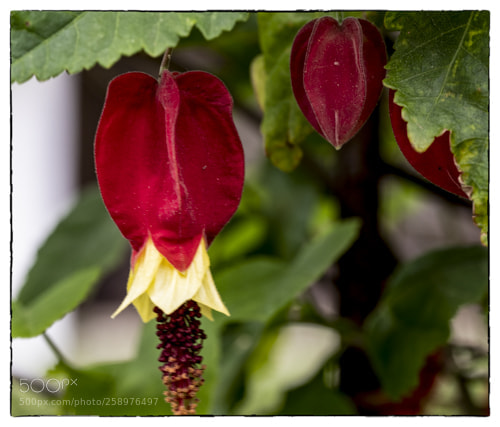 Olympus OM-D E-M1 Mark II sample photo. . photography