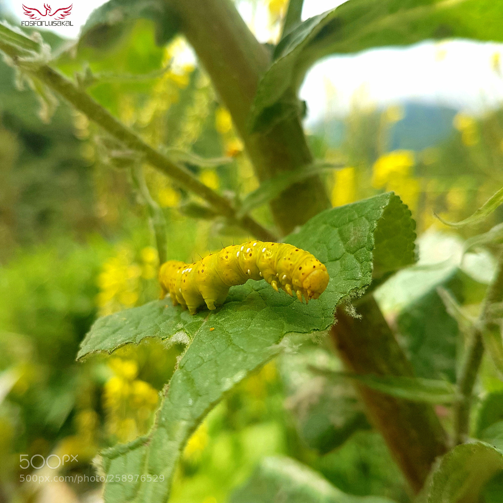 Samsung Galaxy S7 Edge sample photo. Caterpillar on leaf photography