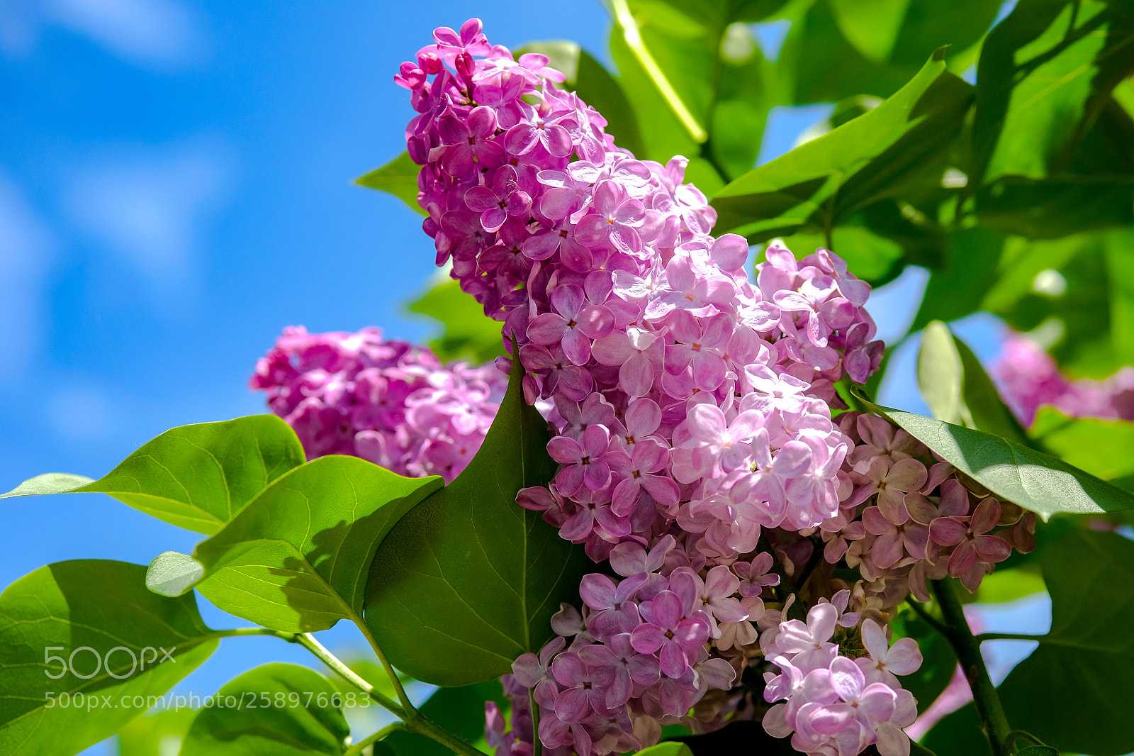 Fujifilm X-E3 sample photo. Colors of spring photography