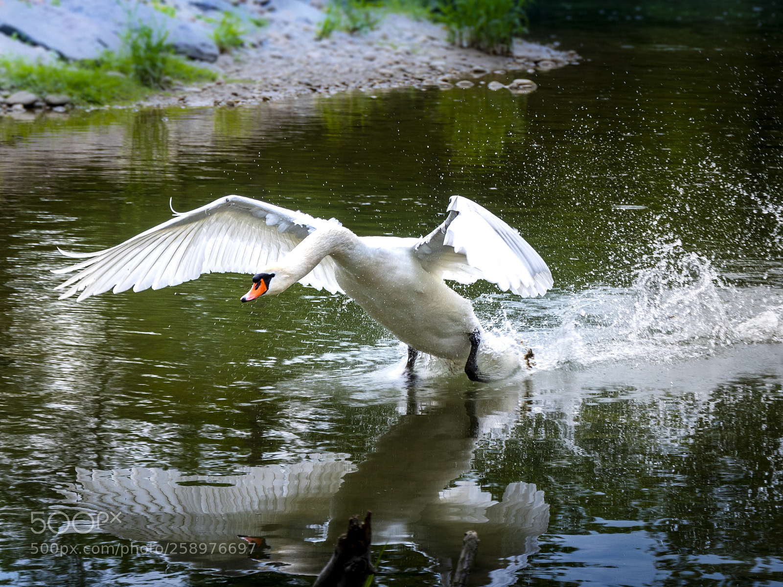Panasonic Lumix DMC-GX8 sample photo. Swan photography