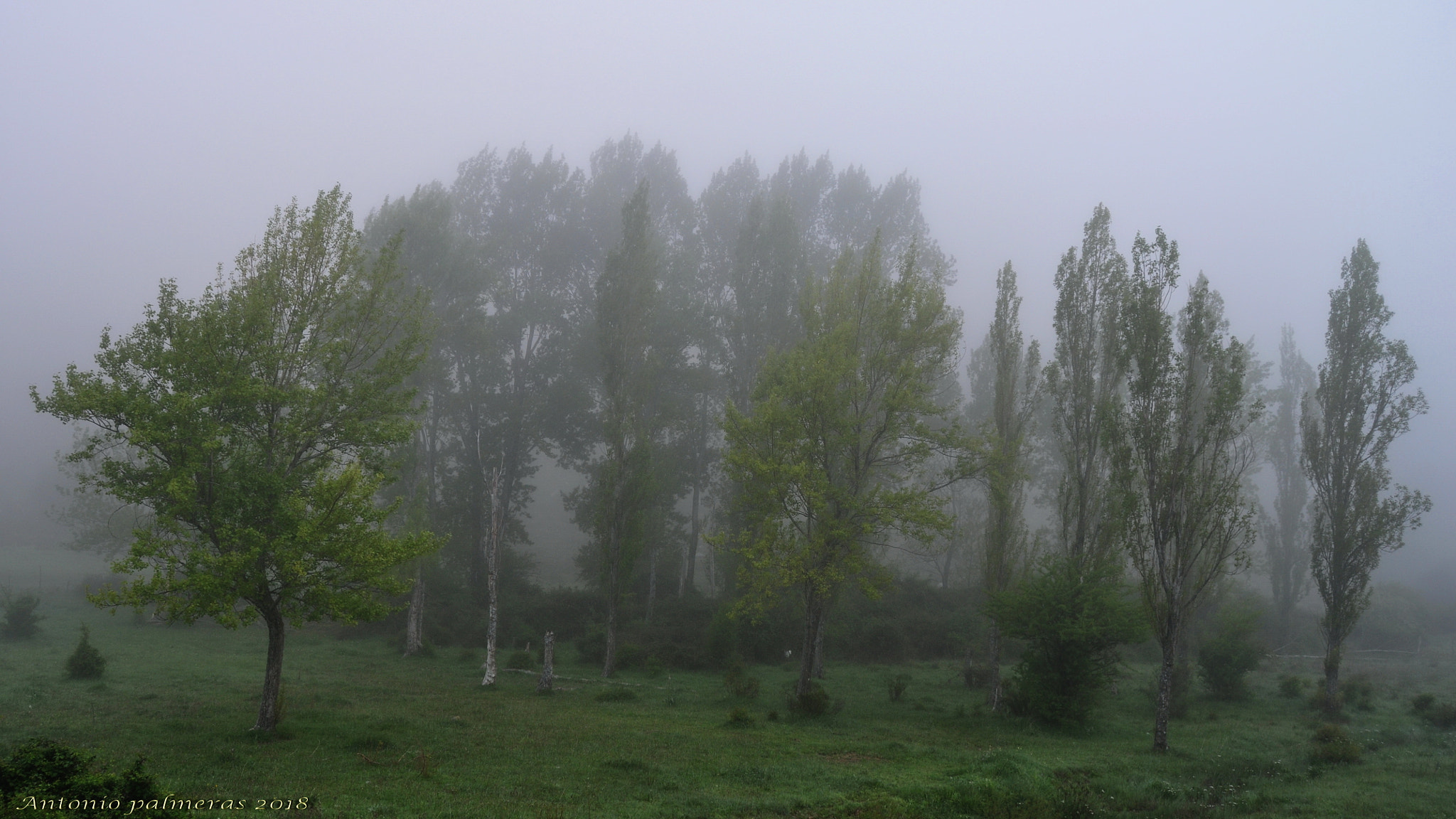 Nikon D90 sample photo. Nieblas en el bosque photography