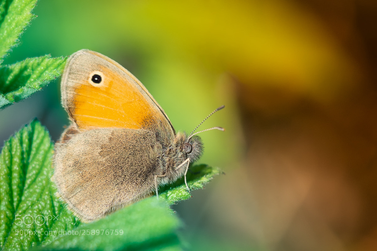 Olympus OM-D E-M5 II sample photo. On the leaf photography