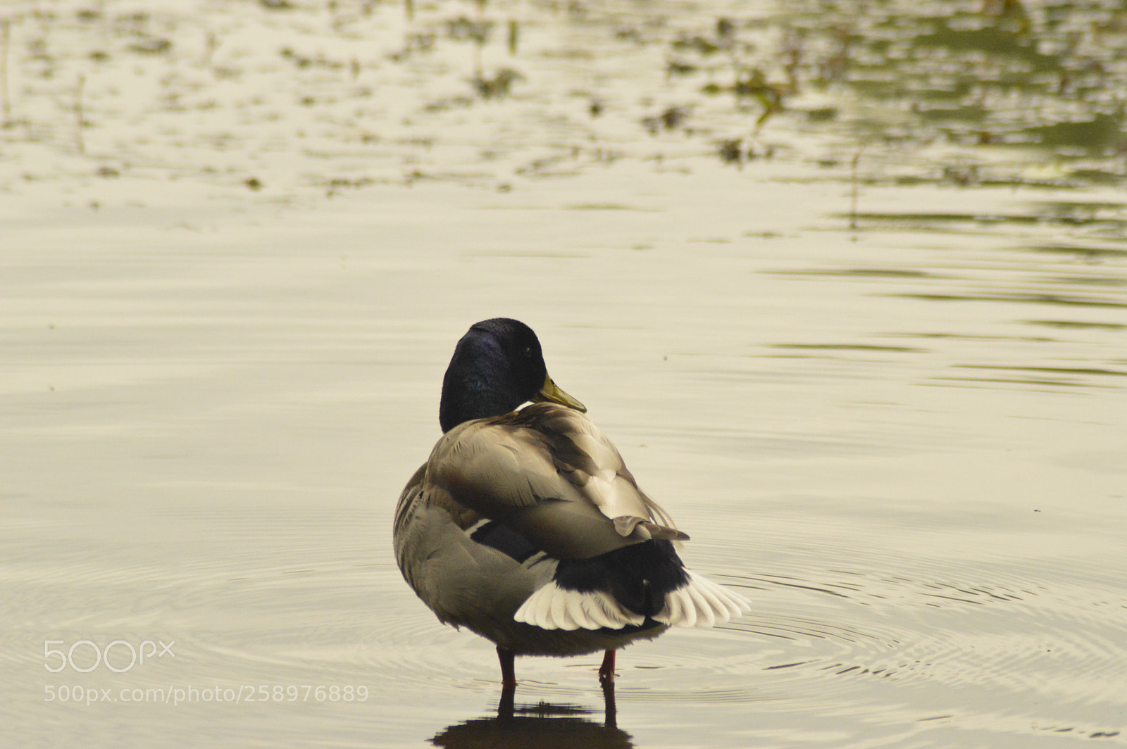Nikon D3200 sample photo. Duck standing in water photography