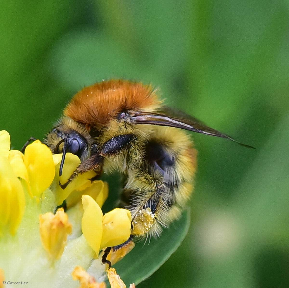 Nikon D750 + Nikon Nikkor AF-S 300mm F4E PF ED VR sample photo. Gloutonnerie photography