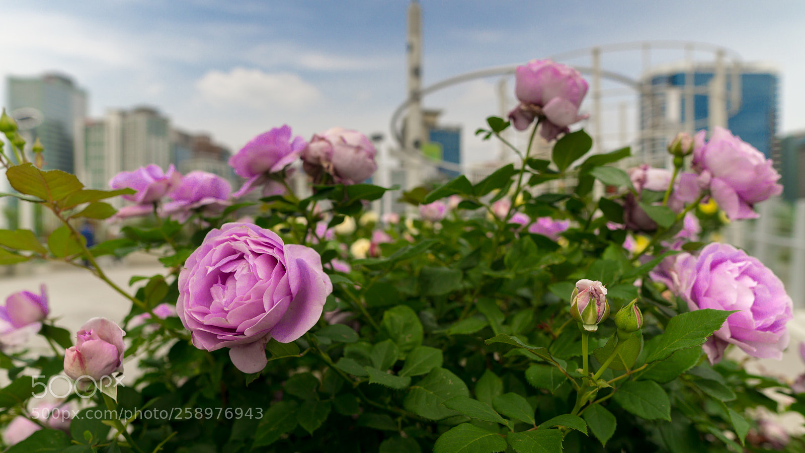 Sony a6000 sample photo. Dsc photography