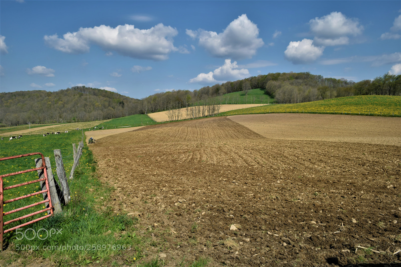 Nikon D3300 sample photo. Spring on the farm photography