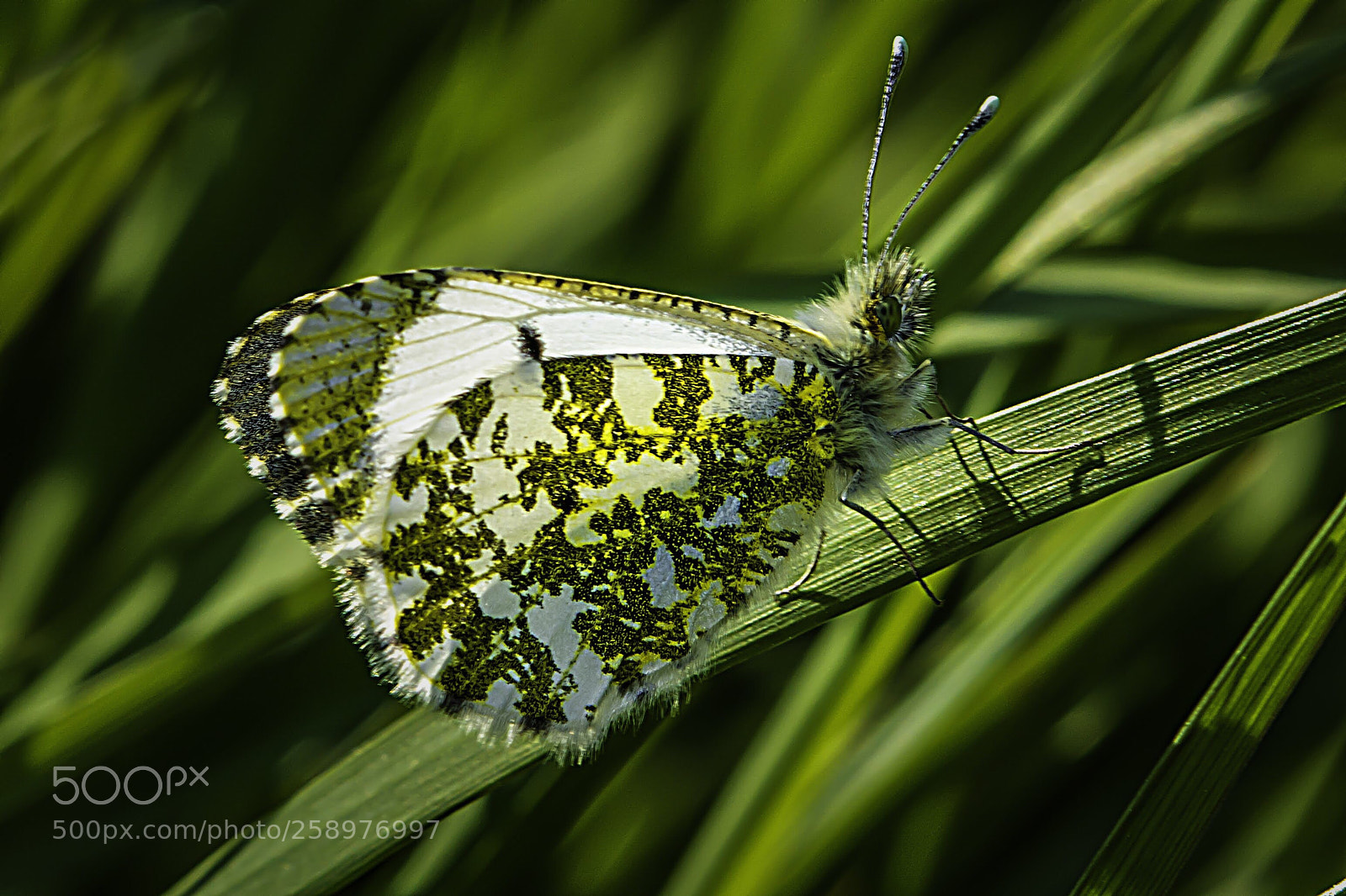 Nikon D7100 sample photo. Female orange tip butterfly photography
