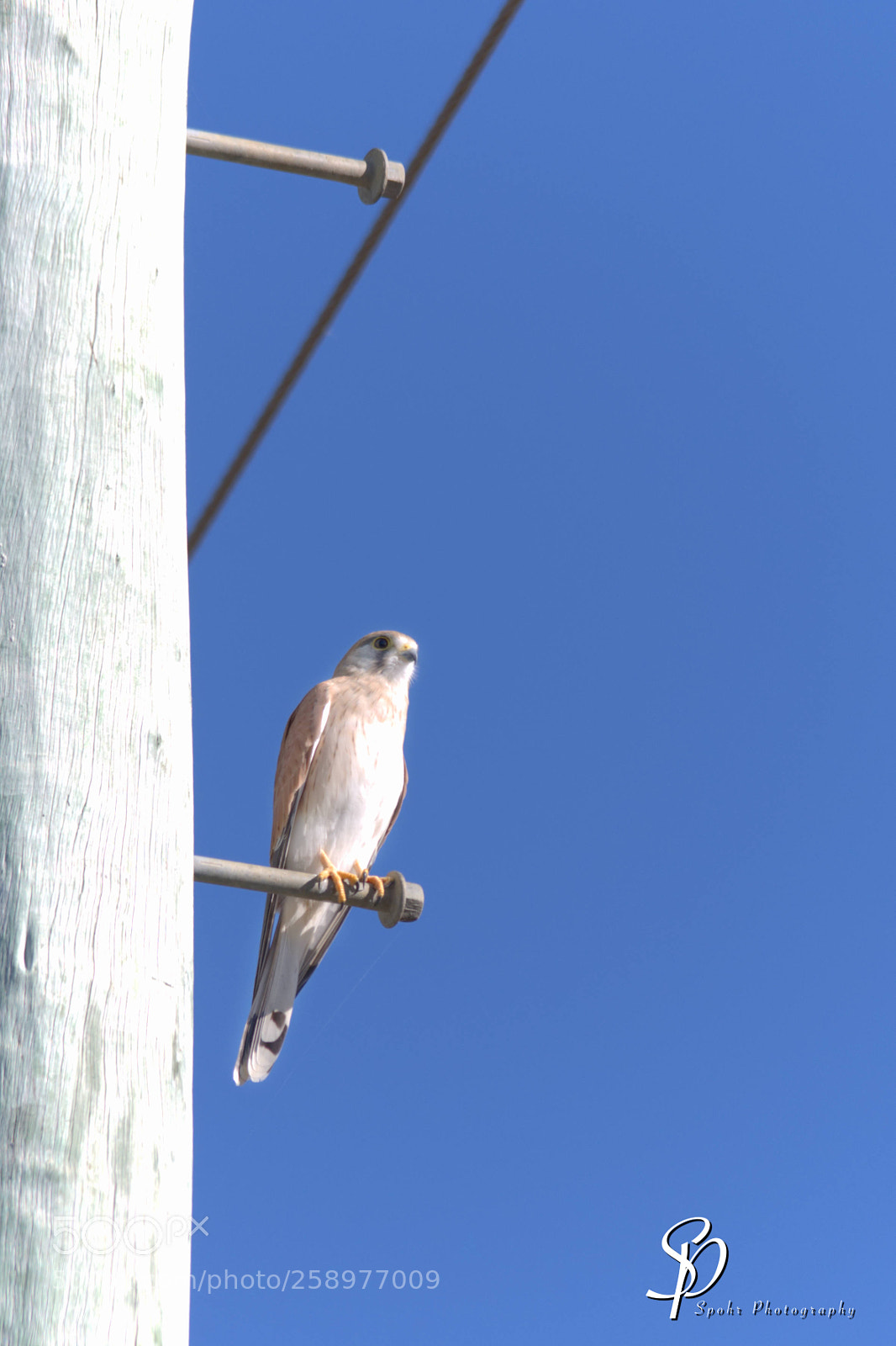 Nikon D500 sample photo. Nankeen kestrel falco cenchroides photography
