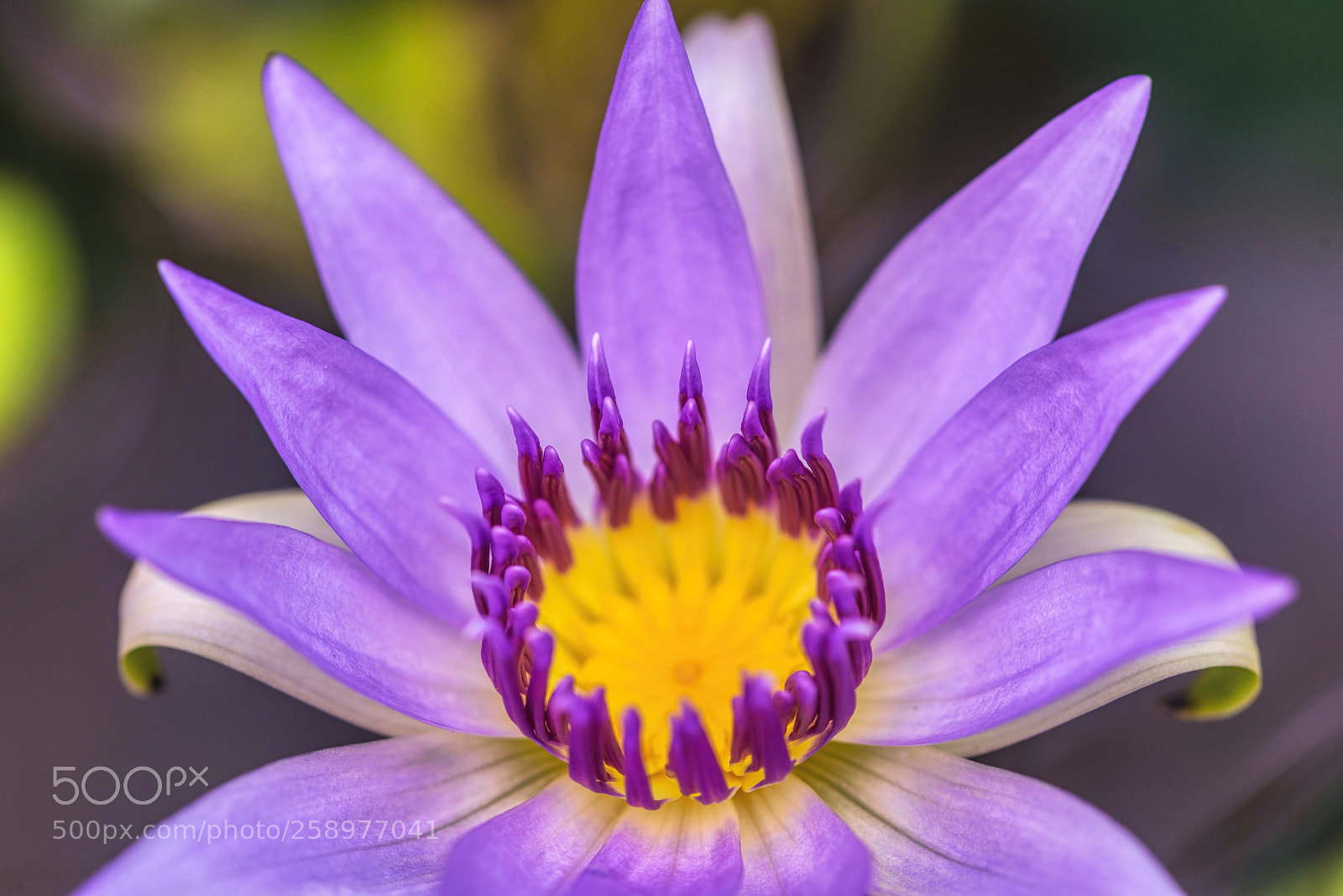 Nikon D610 sample photo. Colorata water lily photography