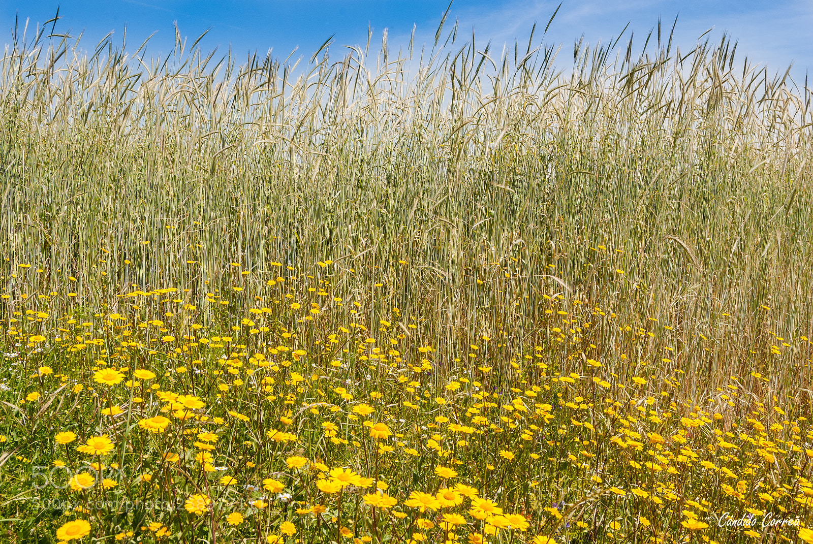 Nikon D3000 sample photo. Colores de primavera photography