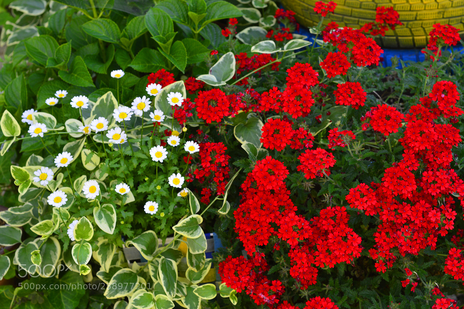 Nikon D3200 sample photo. Garden nature photography