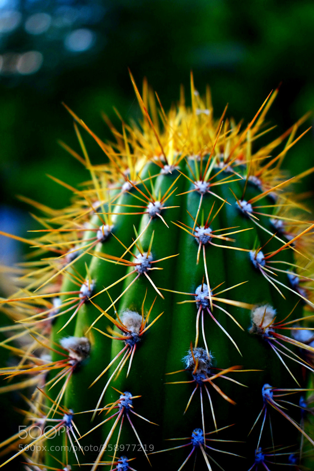 Nikon D3400 sample photo. Cactus in the desert photography