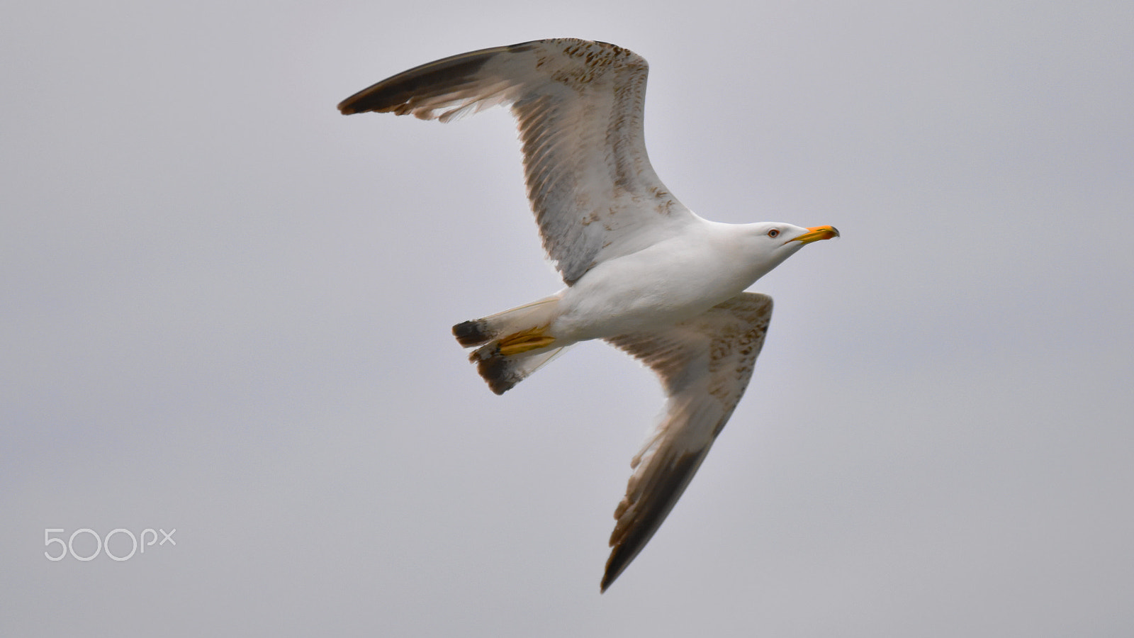 Sigma 70-200mm F2.8 EX DG OS HSM sample photo. Seagull photography