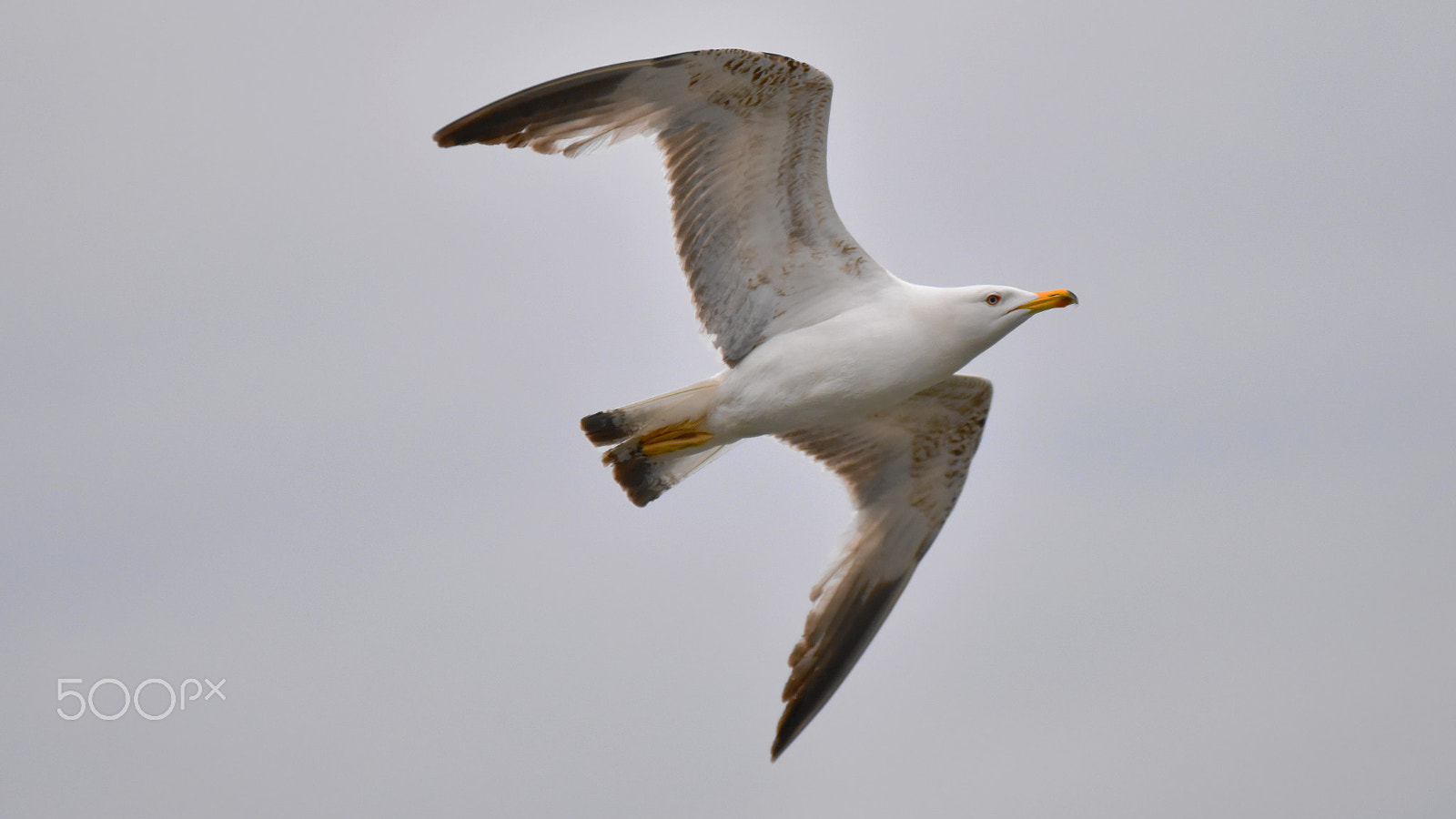 Nikon D810 + Sigma 70-200mm F2.8 EX DG OS HSM sample photo. Seagull photography