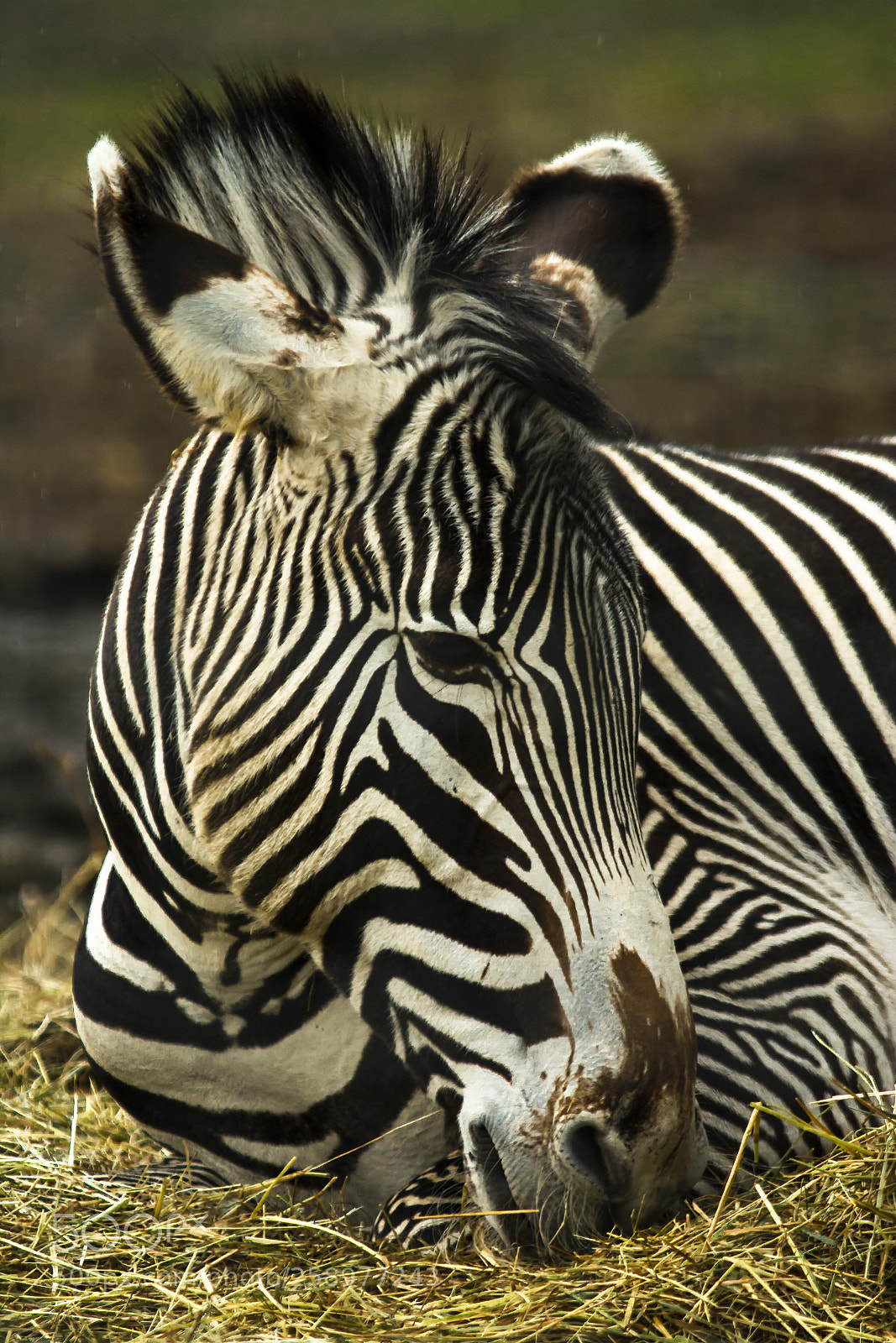 Nikon D7100 sample photo. Zebra photography