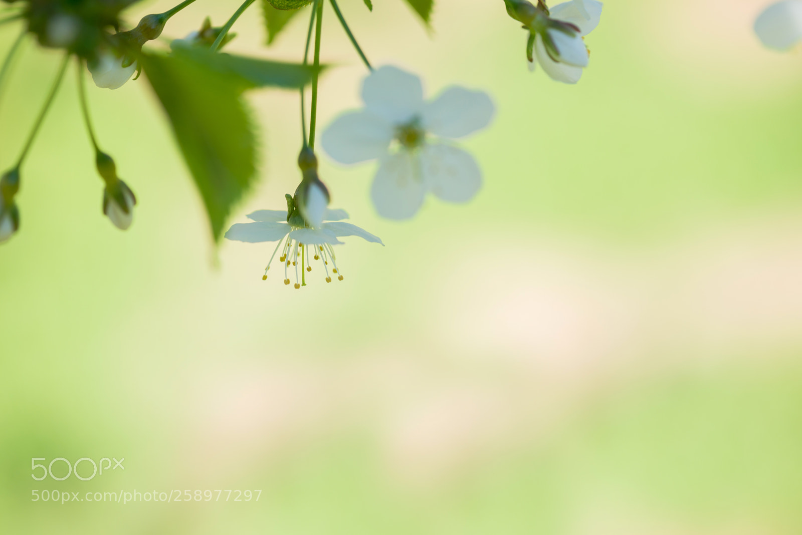 Nikon D610 sample photo. Macro shot of blooming photography