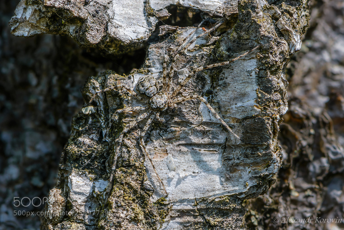 Nikon D610 sample photo. ... photography