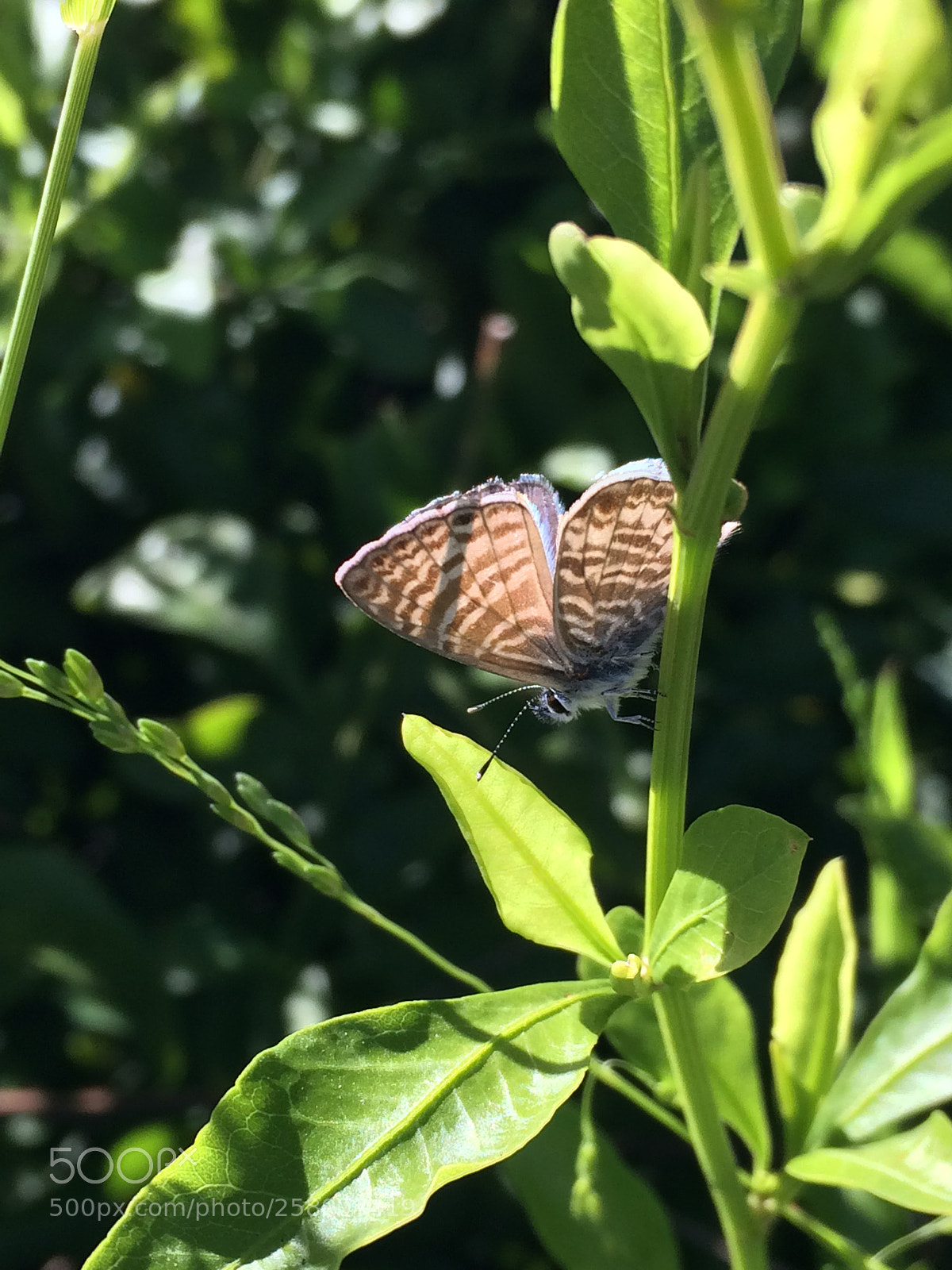 Apple iPhone 5s sample photo. Butterfly photography