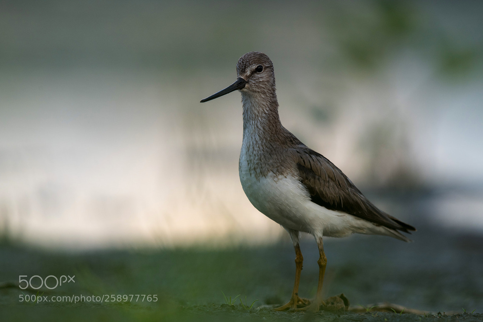 Nikon D850 sample photo. Terek sandpiper photography