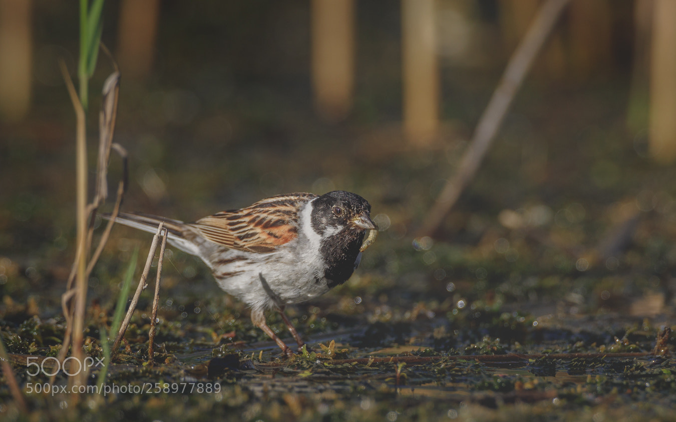 Canon EOS 5D Mark IV sample photo. Reed bunting photography