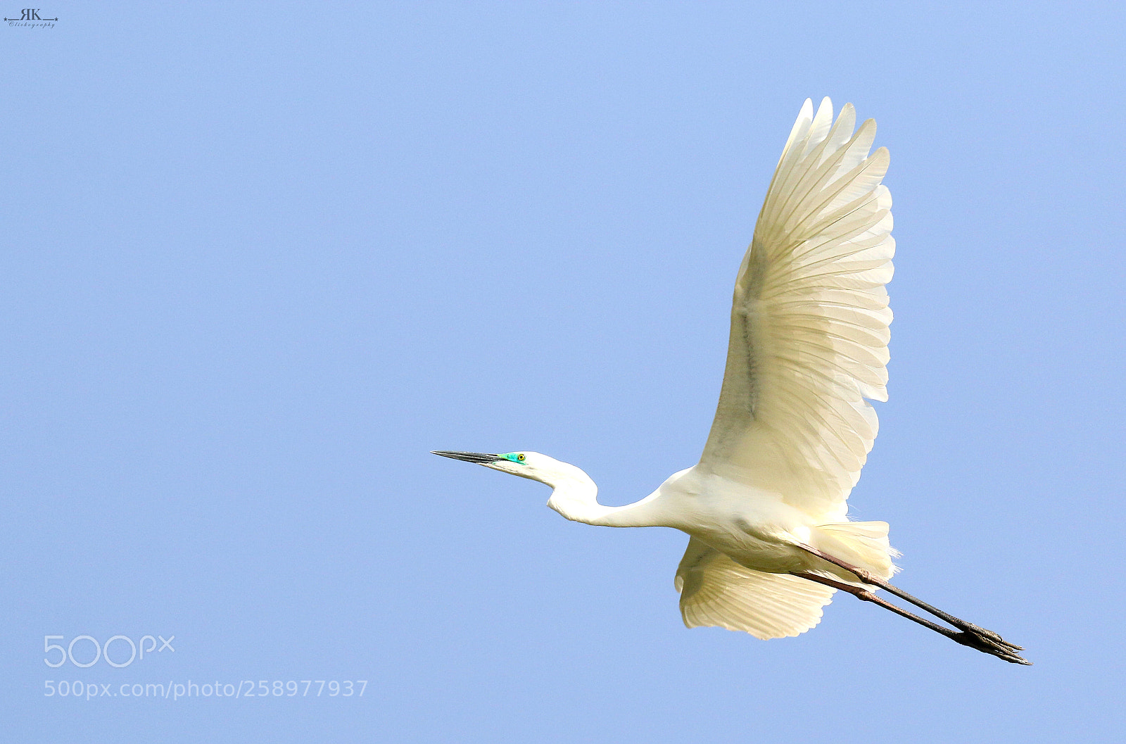 Canon EOS 70D sample photo. Great white egret in photography