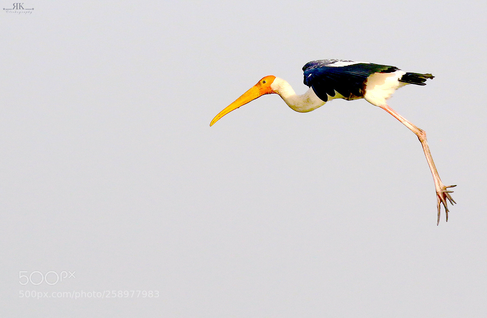 Canon EOS 70D sample photo. Painted stork photography
