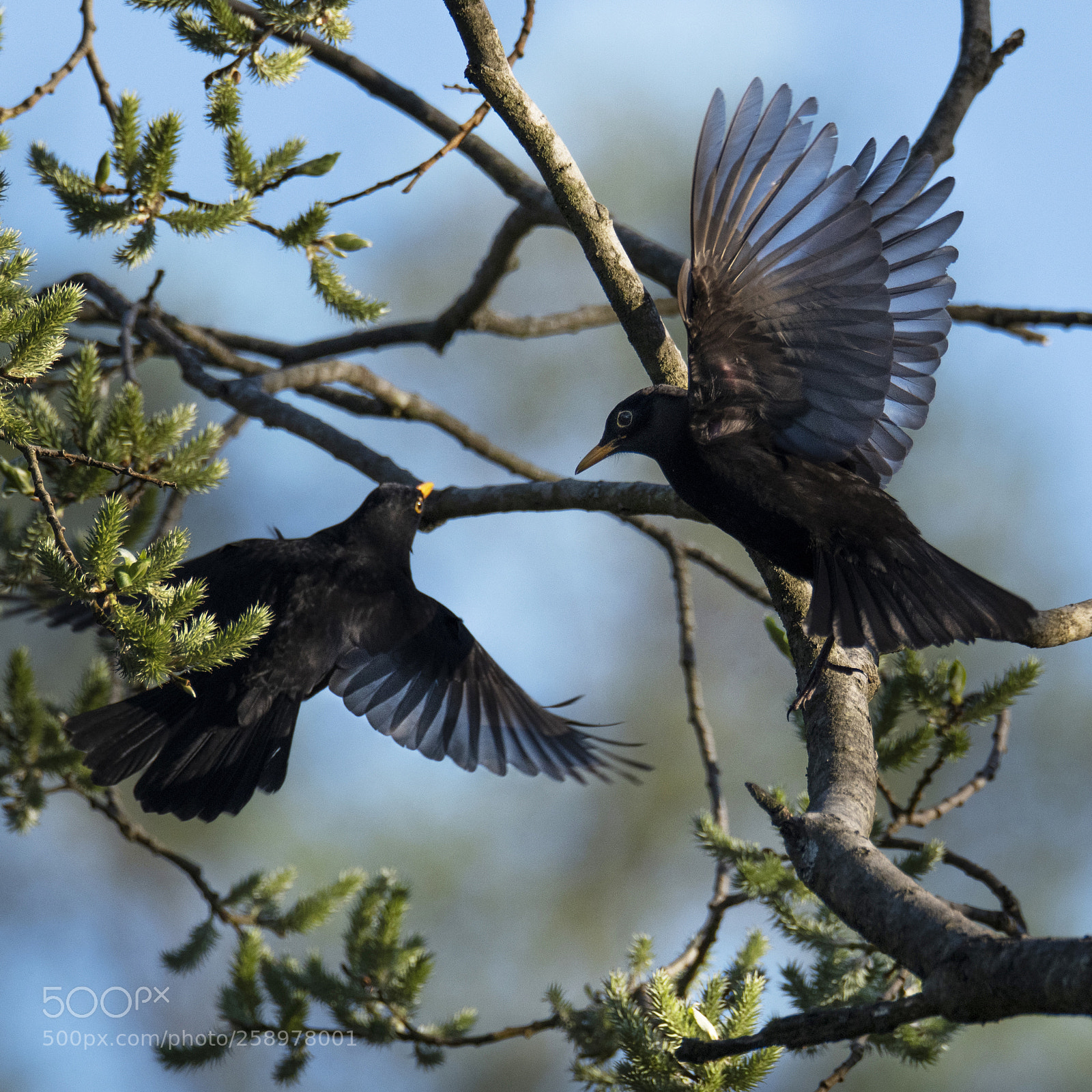Nikon D850 sample photo. Turdus merula - common photography
