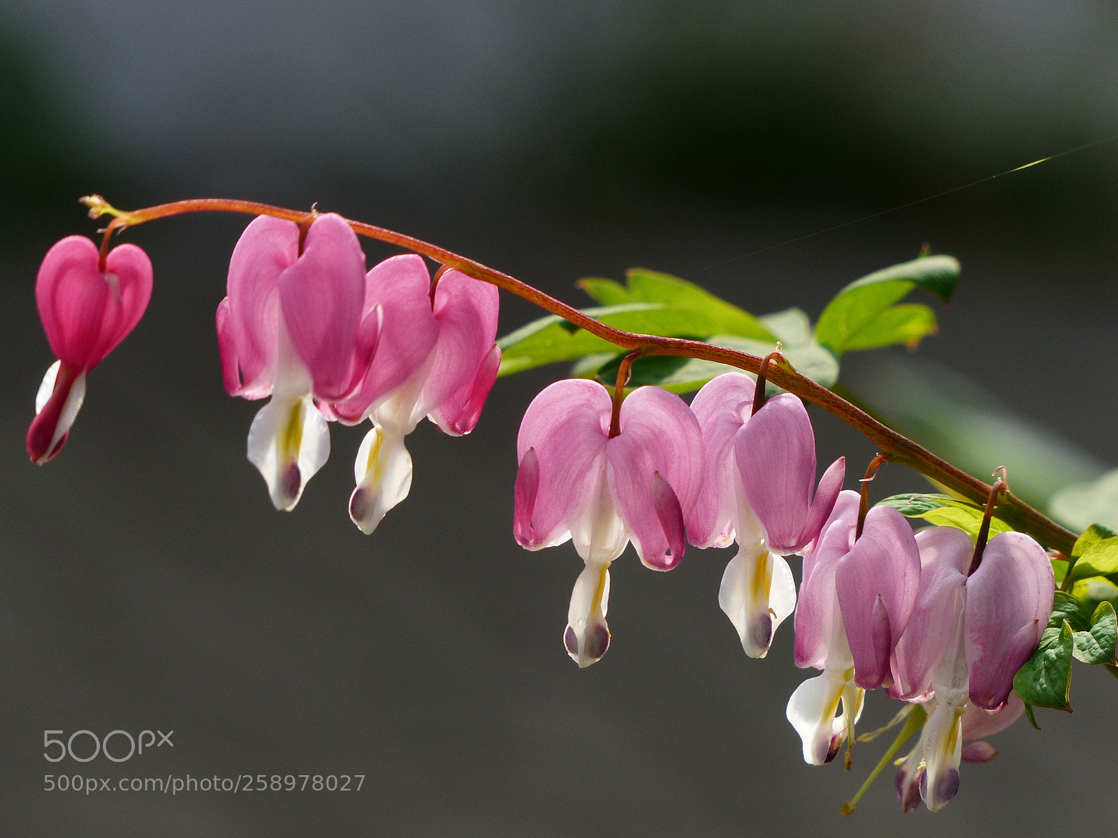 Panasonic Lumix DMC-FZ200 sample photo. Dicentra spectabilis photography