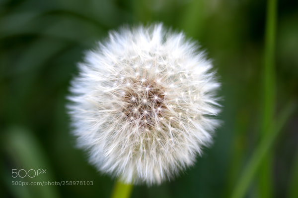 Canon EOS 7D sample photo. Dandelion photography