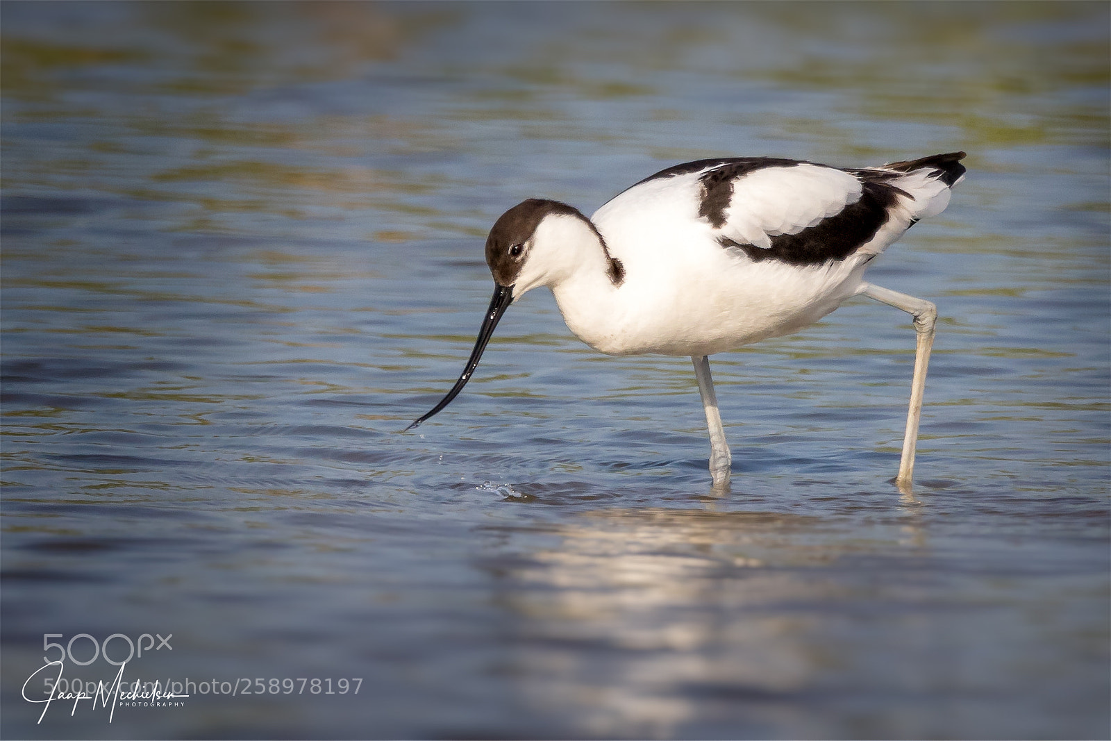 Canon EOS 7D Mark II sample photo. Pied avocet photography