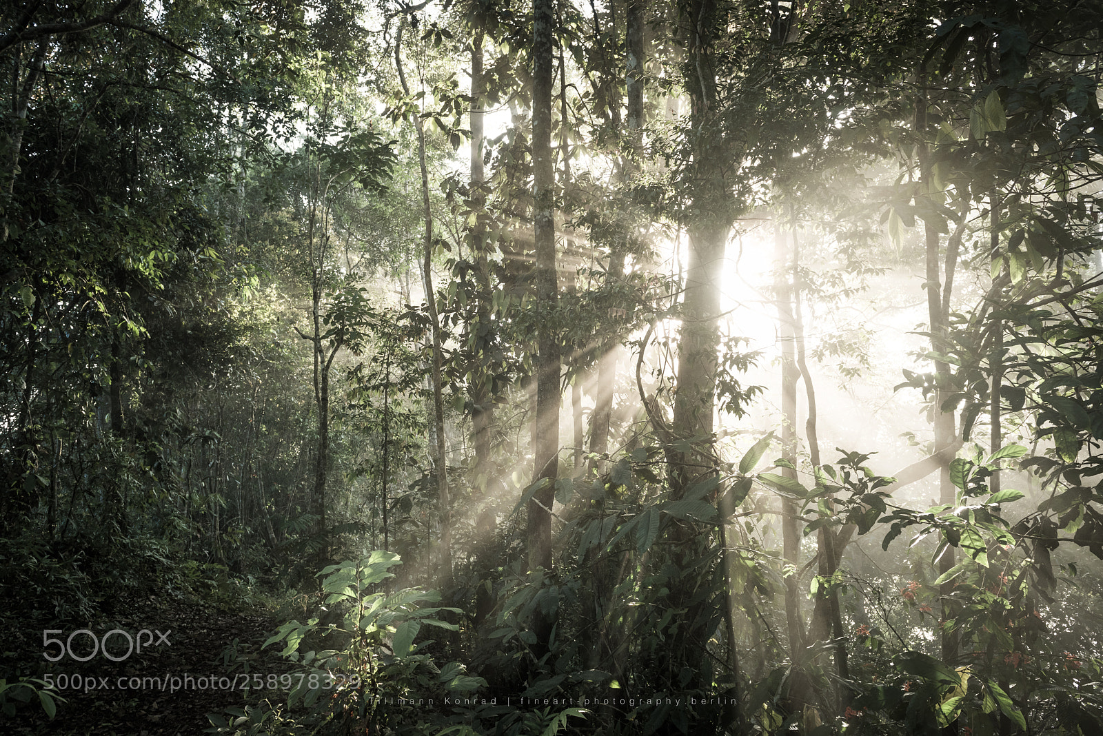 Nikon D810 sample photo. Morning mist, part ii photography