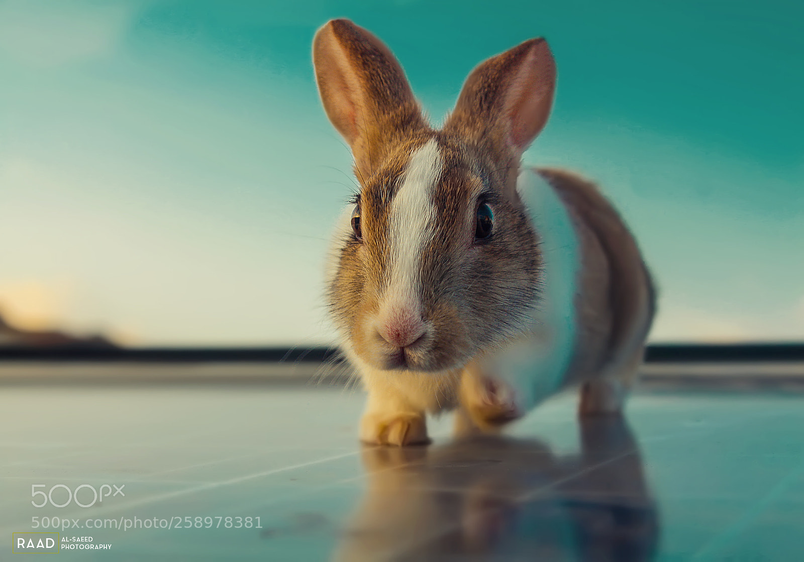 Canon EOS 650D (EOS Rebel T4i / EOS Kiss X6i) sample photo. Rabbit photography