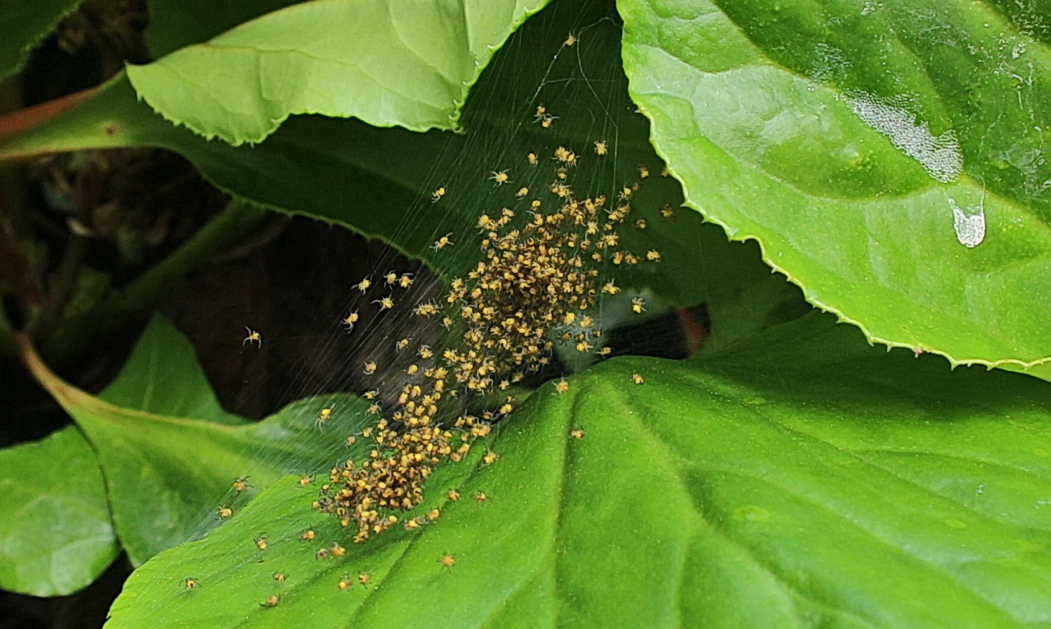 Canon EOS 650D (EOS Rebel T4i / EOS Kiss X6i) sample photo. Minis araignées naissances partout dans le jardin photography