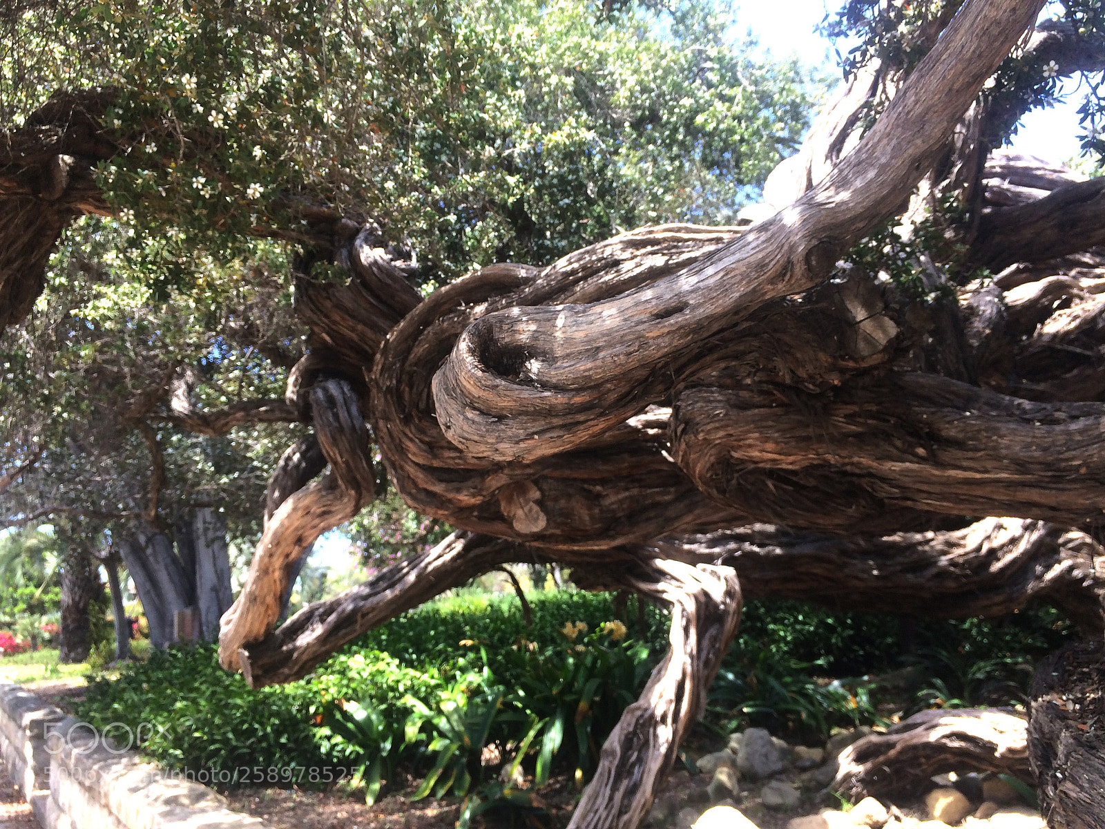 Apple iPhone 5s sample photo. Gnarly photography
