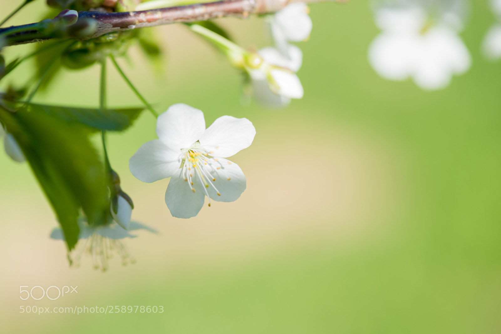 Nikon D610 sample photo. Macro shot of blooming photography