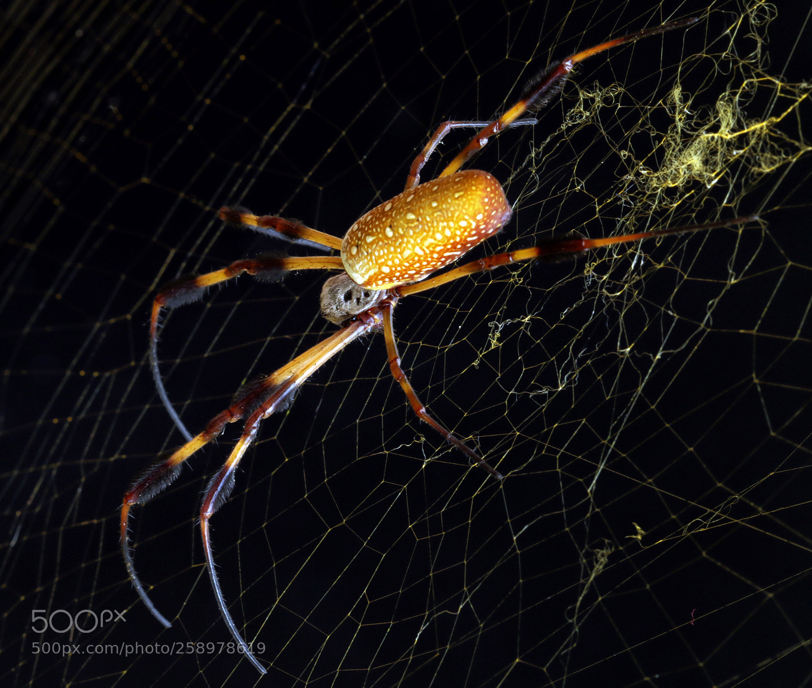 Canon EOS 70D sample photo. Golden orb weaver spider photography