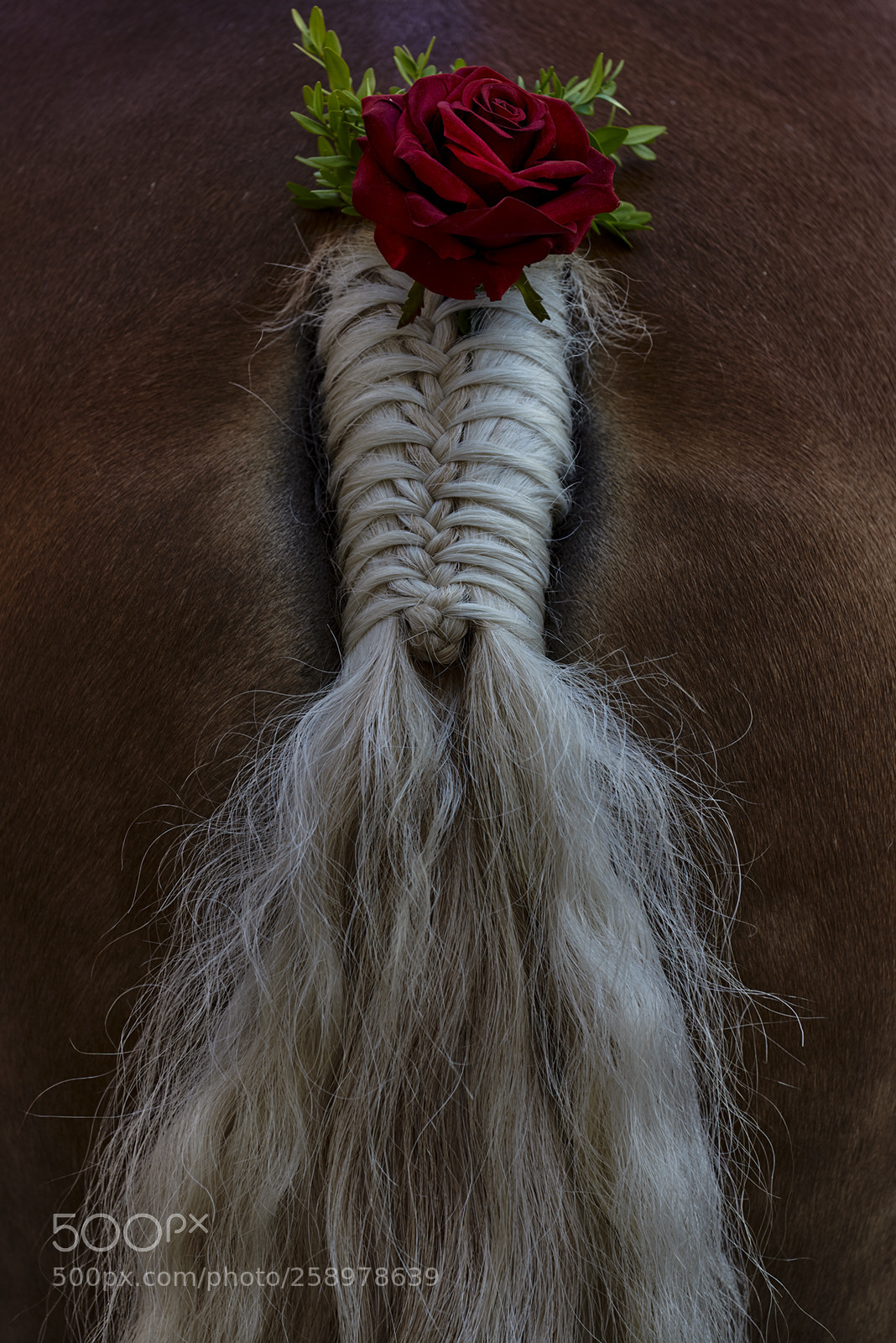 Nikon D750 sample photo. Behind the horses photography