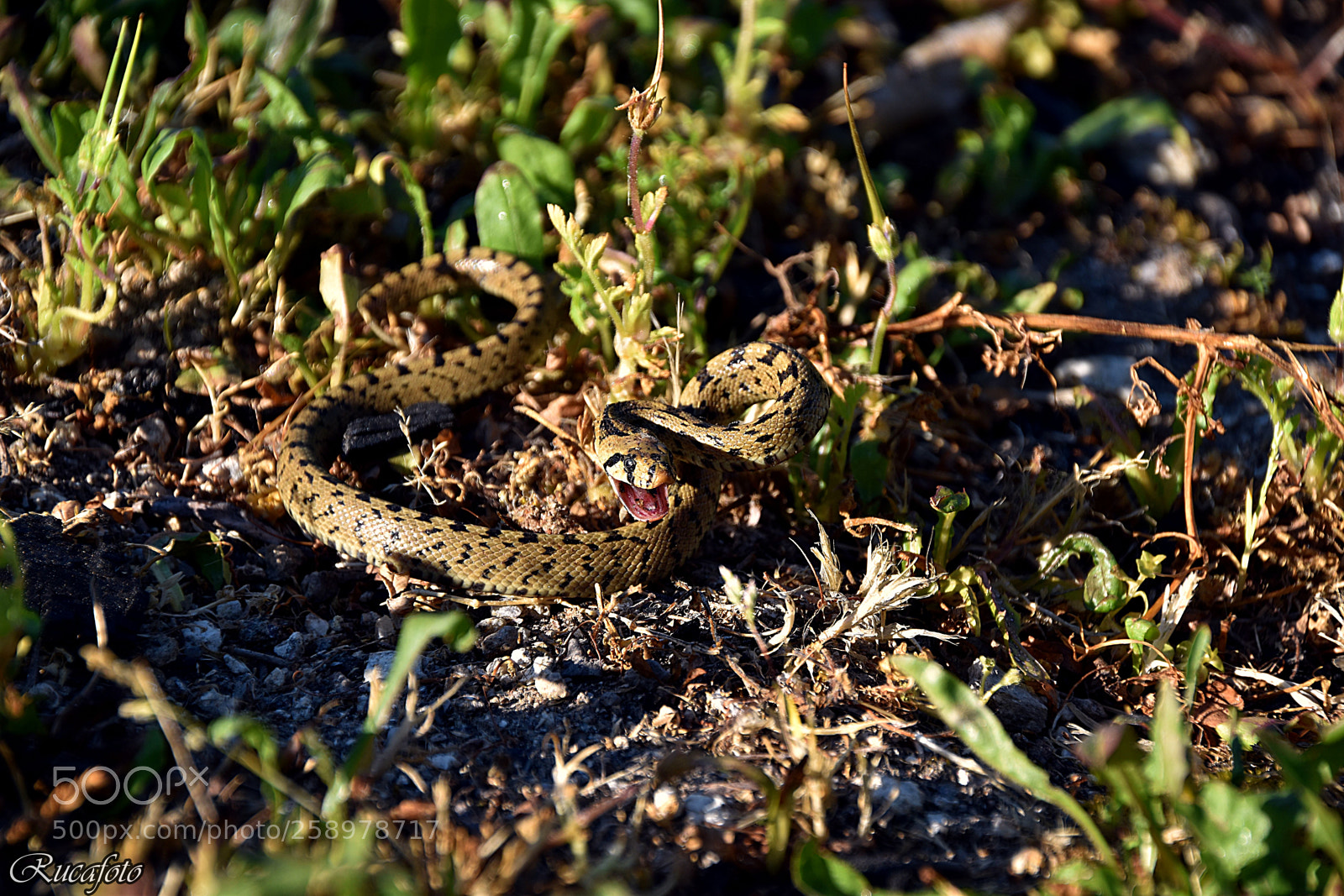 Nikon D5500 sample photo. A cobra photography