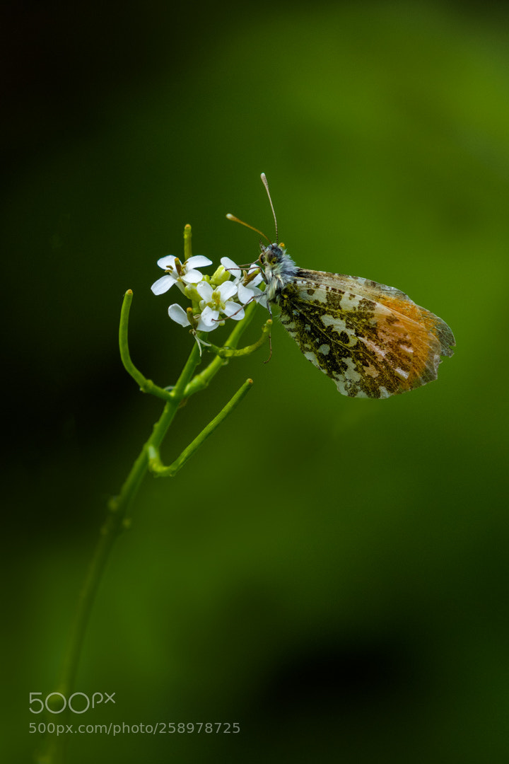 Nikon D500 sample photo. Oranjetipje (anthocharis cardamines) photography