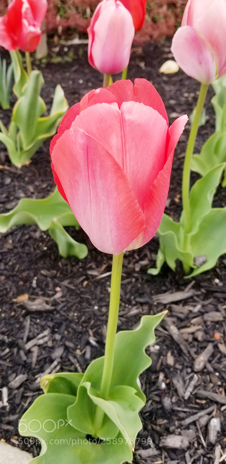 Samsung Galaxy S8+ sample photo. Spring is here photography