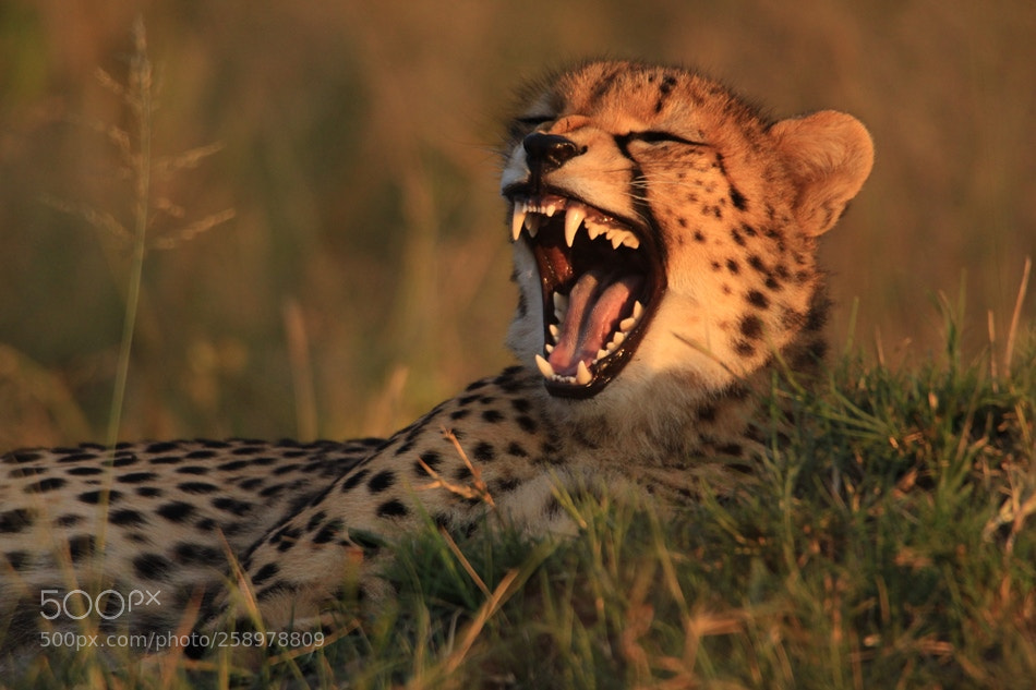 Canon EOS 700D (EOS Rebel T5i / EOS Kiss X7i) sample photo. Cheetah photography