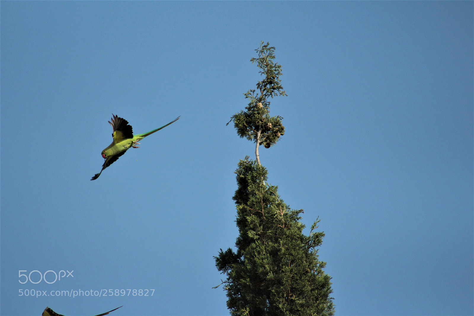 Canon EOS 700D (EOS Rebel T5i / EOS Kiss X7i) sample photo. Parrot in flight photography