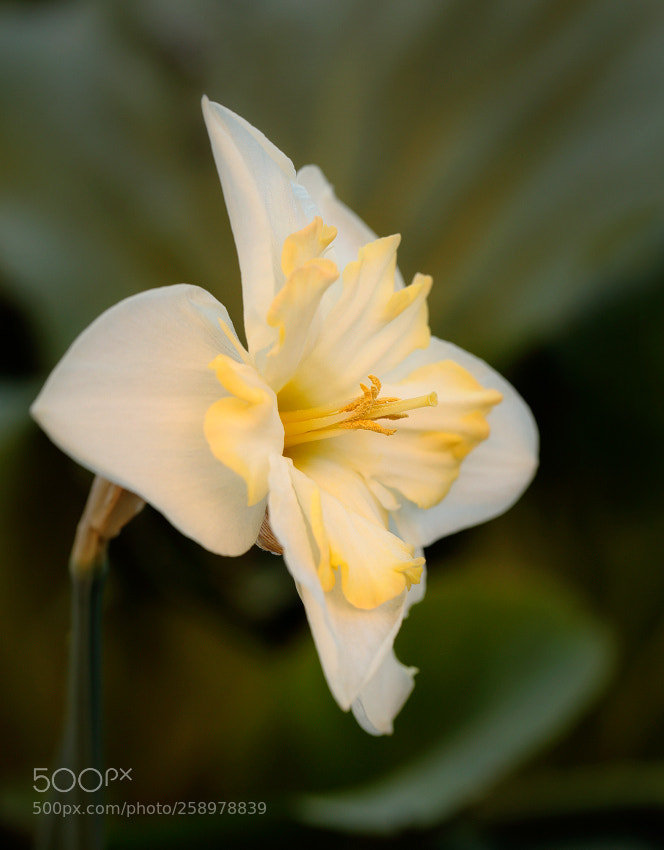 Canon EOS 6D sample photo. Jabot photography