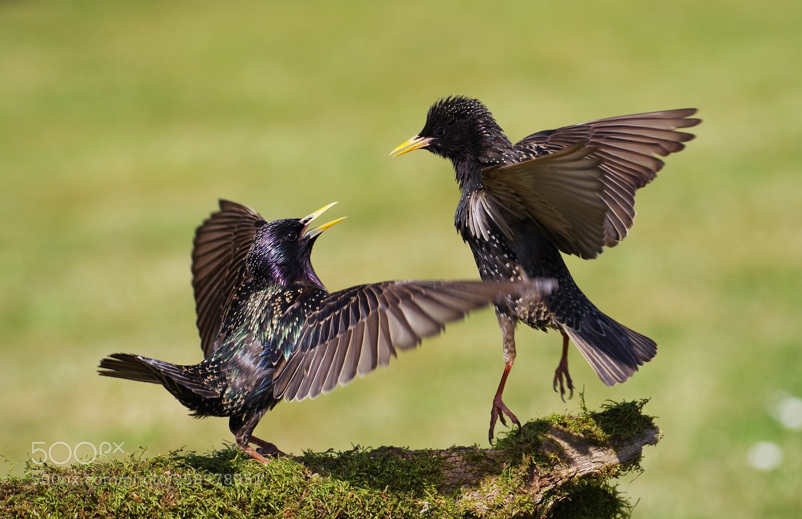 Pentax K-1 sample photo. The starlings photography