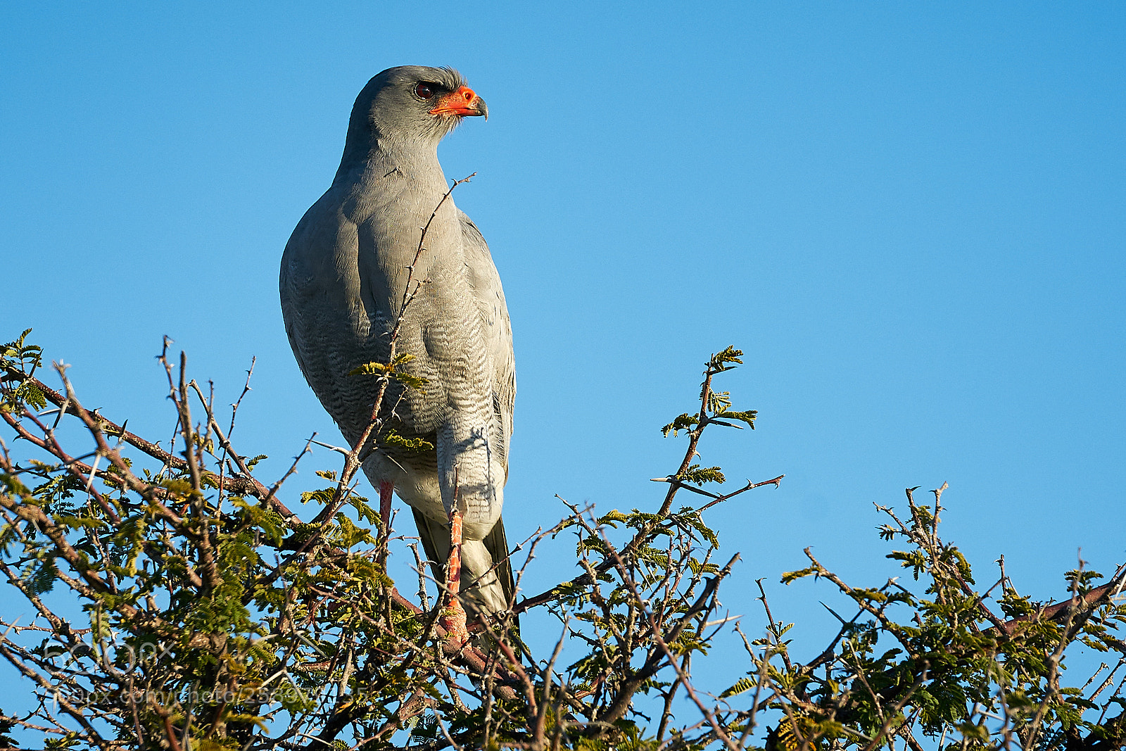 Sony a7R II sample photo. Pale chanting goshawk photography