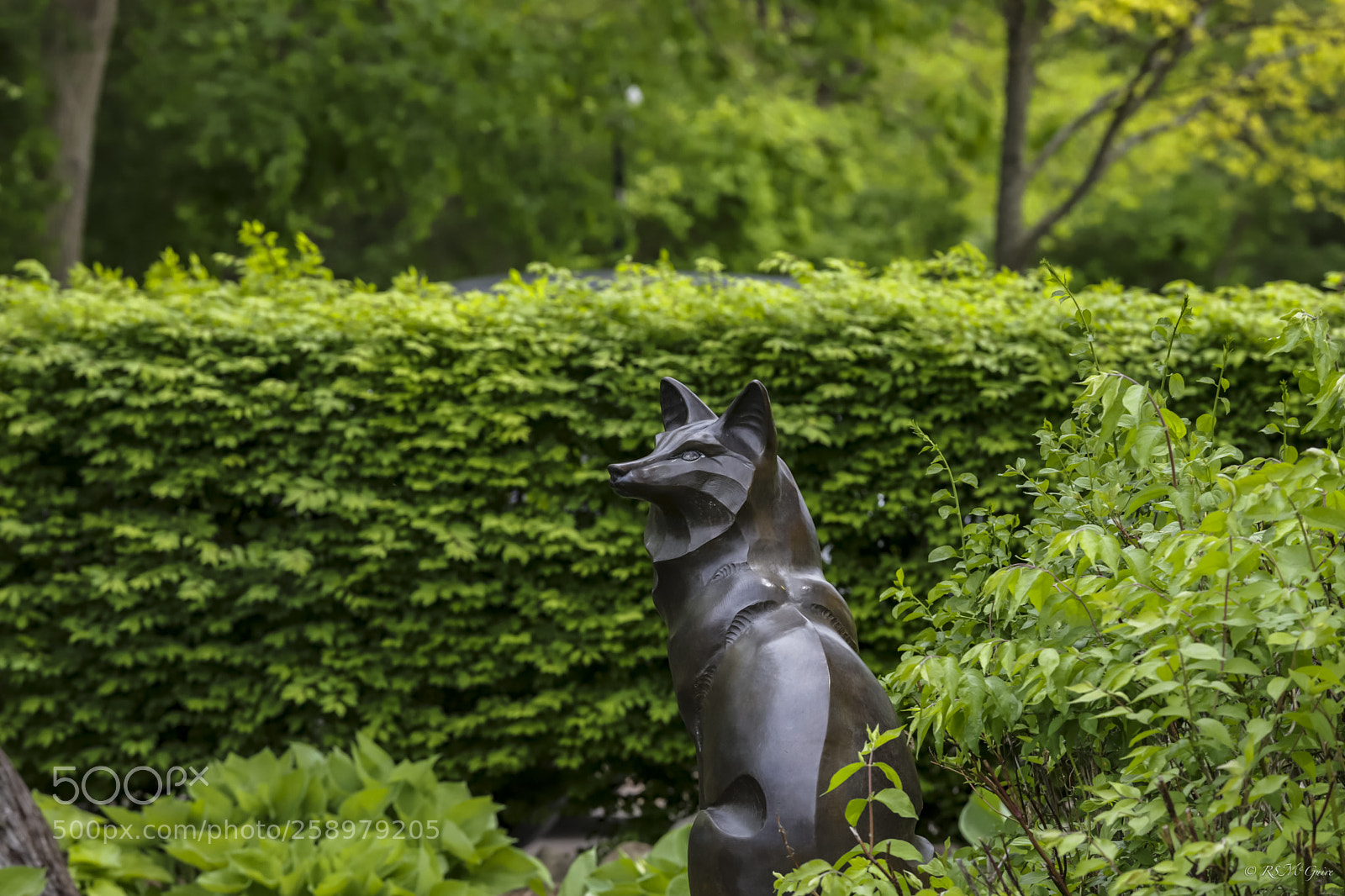 Canon EOS 6D Mark II sample photo. The fox photography