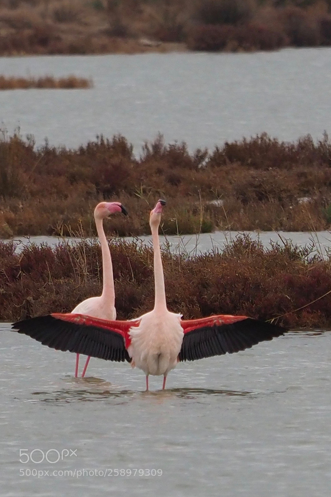 Olympus OM-D E-M1 Mark II sample photo. Flamencos photography