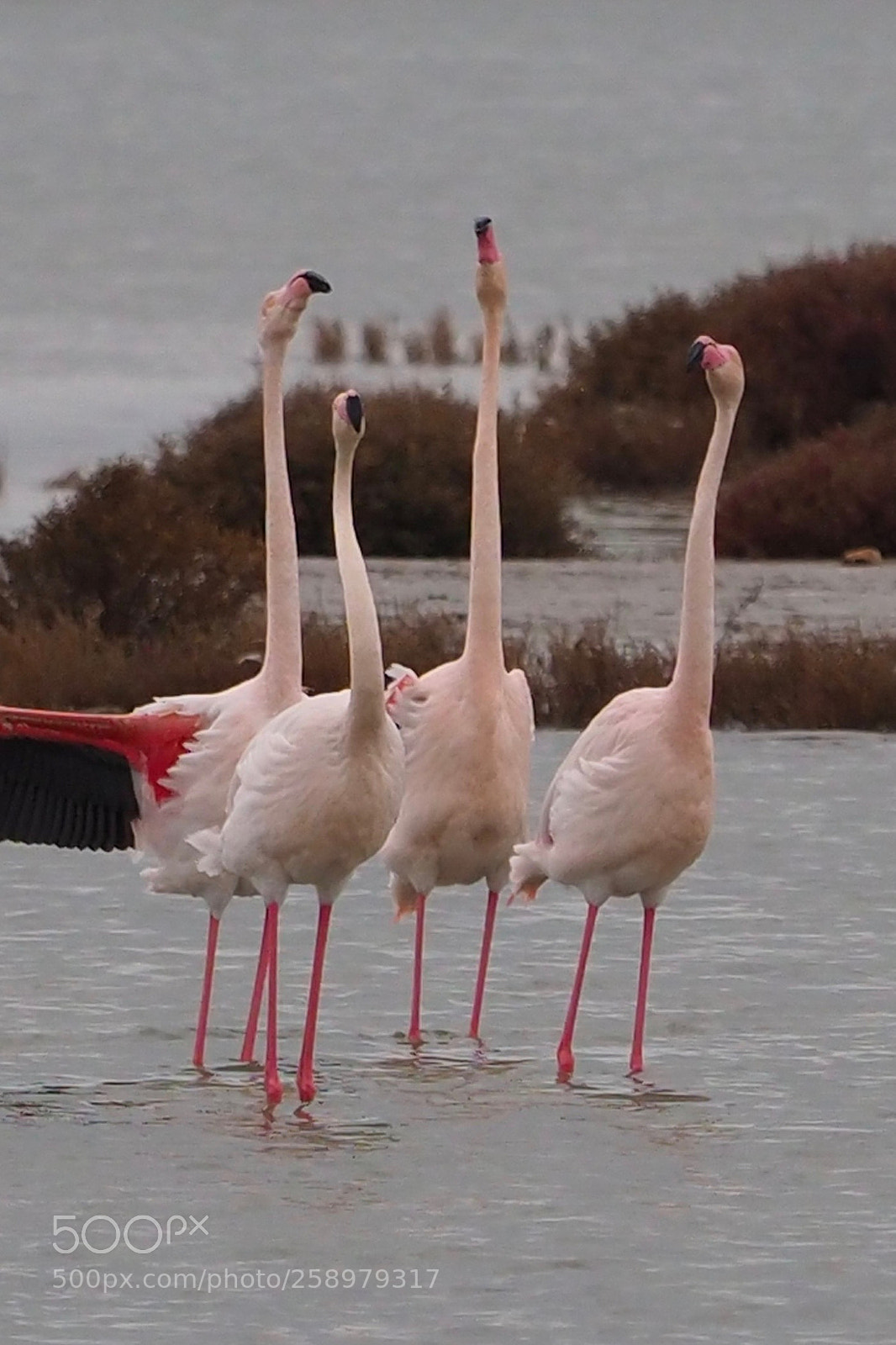 Olympus OM-D E-M1 Mark II sample photo. Flamencos photography